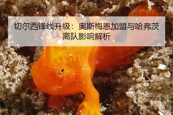 切尔西锋线升级：奥斯梅恩加盟与哈弗茨离队影响解析